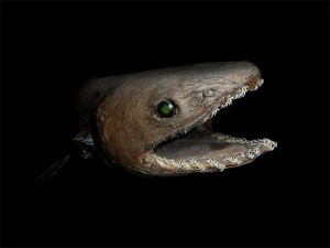 Creepy Deep Sea Creatures (48 photos) 43