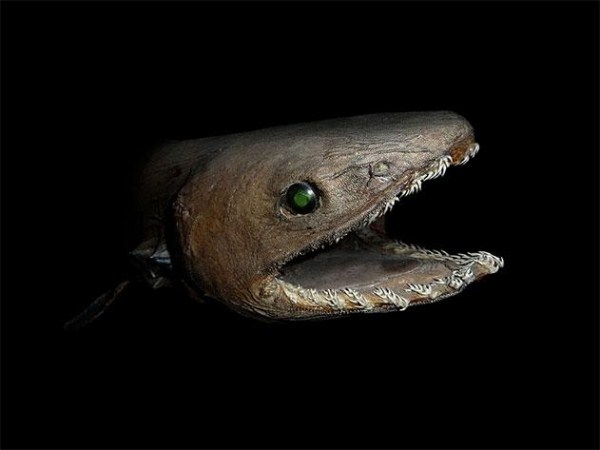 Creepy Deep Sea Creatures (48 photos)