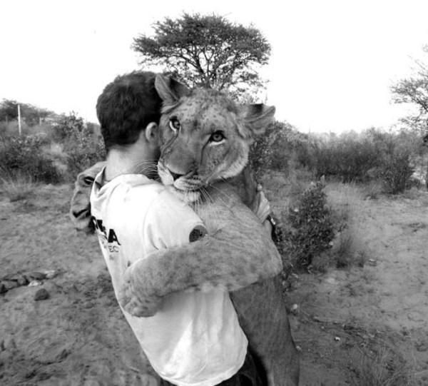 Living with Lions (37 photos)