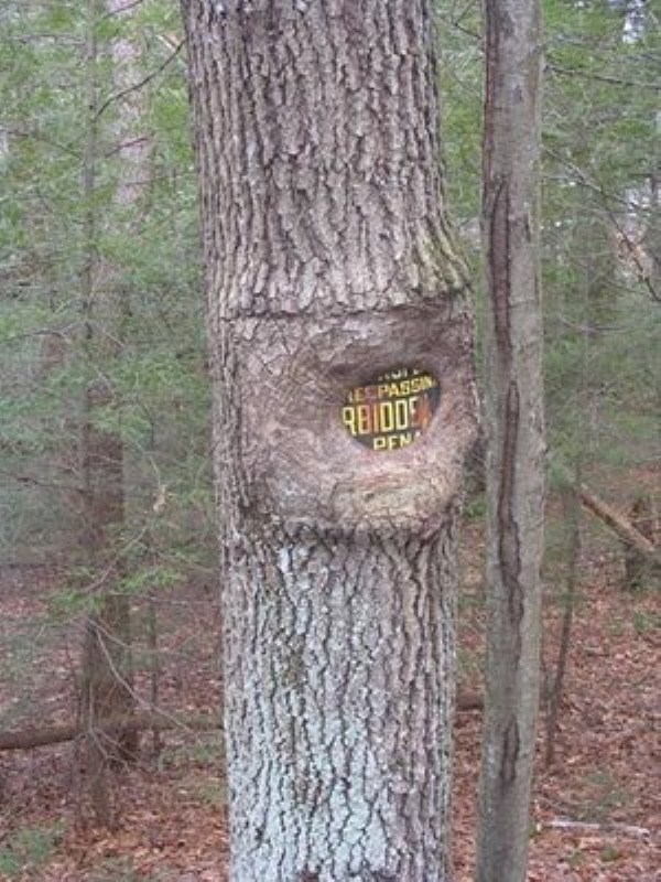 Trees Swallowing Things (36 photos)