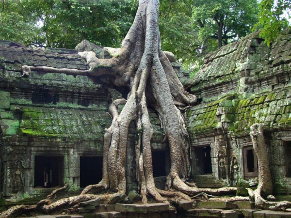 Trees Swallowing Things (36 photos)