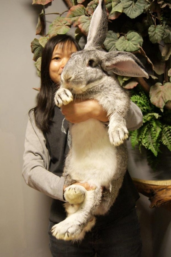 giant rabbits 18