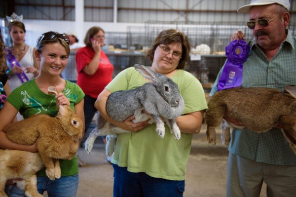 Extremely Big Rabbits (32 photos)