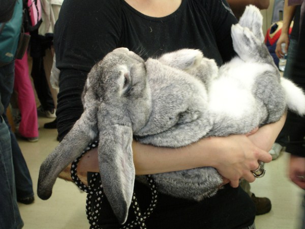giant rabbits 22