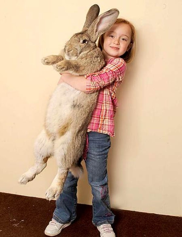 Extremely Big Rabbits (32 photos) 29