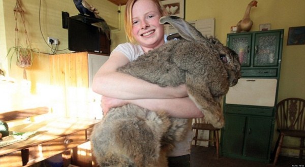 giant rabbits 30