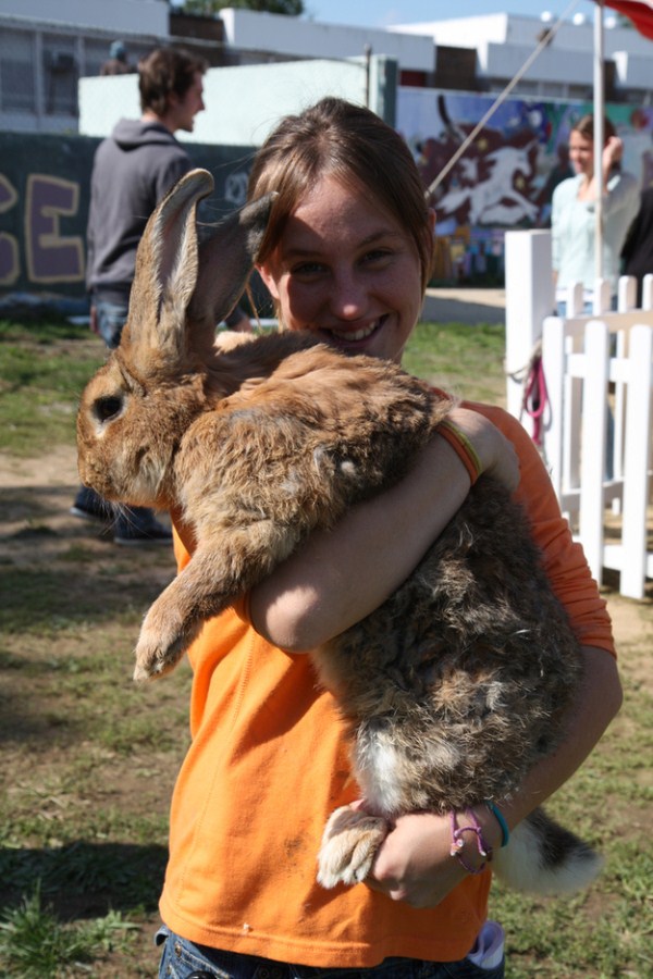 Extremely Big Rabbits (32 photos)