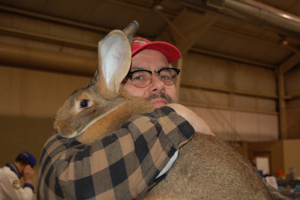 Extremely Big Rabbits (32 photos)