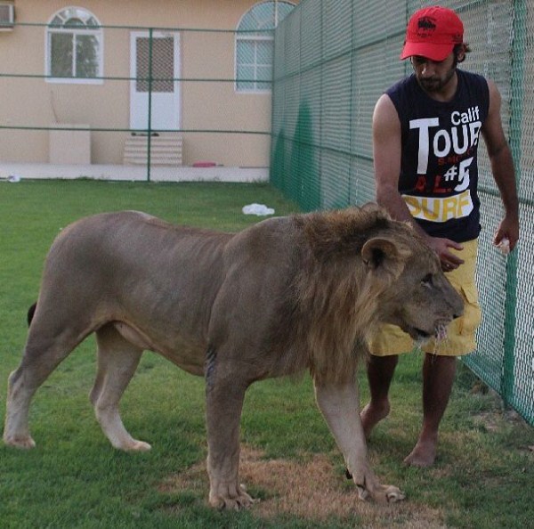 rich guy with lions instagram 01 1 13 The Rich Guy With Lions (36 photos)