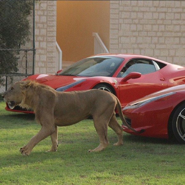 rich guy with lions instagram 01 1 15 The Rich Guy With Lions (36 photos)