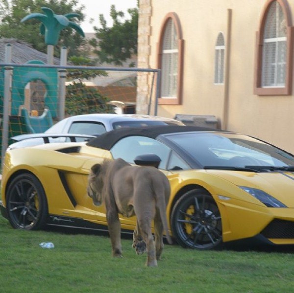 rich guy with lions instagram 01 1 16 The Rich Guy With Lions (36 photos)