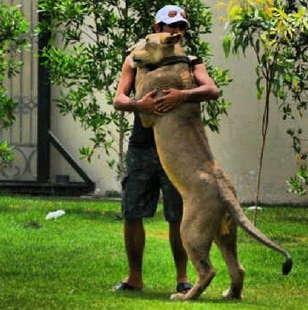 rich guy with lions instagram 01 1 26 The Rich Guy With Lions (36 photos)