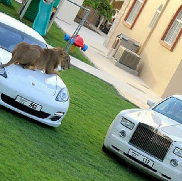 rich guy with lions instagram 01 1 31 The Rich Guy With Lions (36 photos)