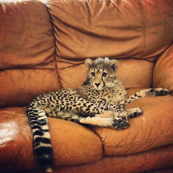 rich guy with lions instagram 01 1 32 The Rich Guy With Lions (36 photos)