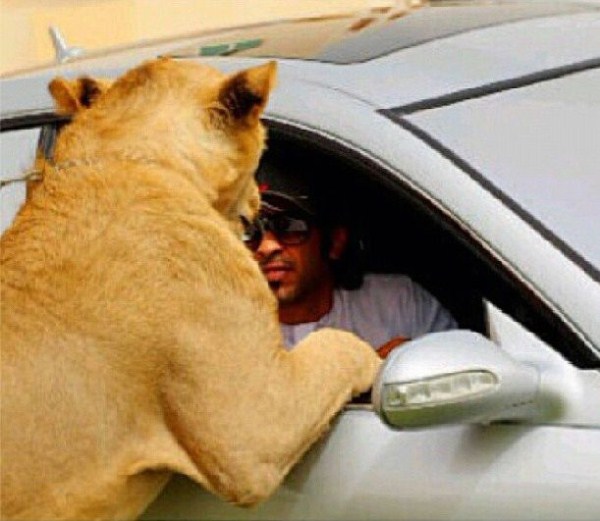 rich guy with lions instagram 01 1 36 The Rich Guy With Lions (36 photos)