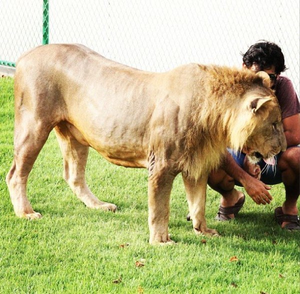 rich guy with lions instagram 01 1 9 The Rich Guy With Lions (36 photos)