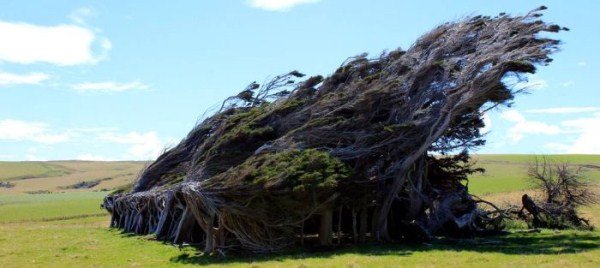 Trees Shaped into Amazing Form (17 photos)