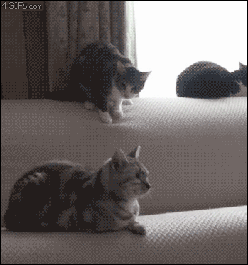 Animals Being Dumbasses (29 gifs)