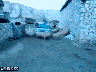 Animals Being Dumbasses (29 gifs)