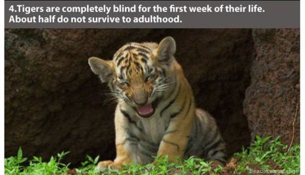 22 Interesting Facts about Tigers (22 photos)
