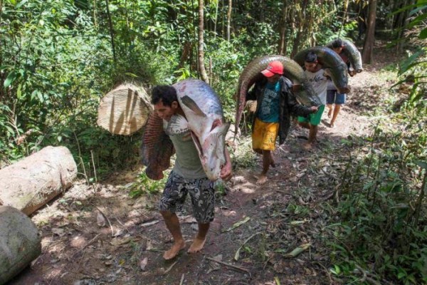 Arapaima Fishing in Brazil (18 photos)