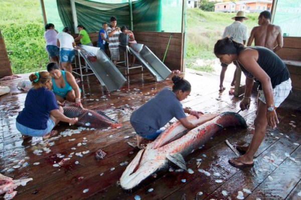 Arapaima Fishing in Brazil (18 photos)