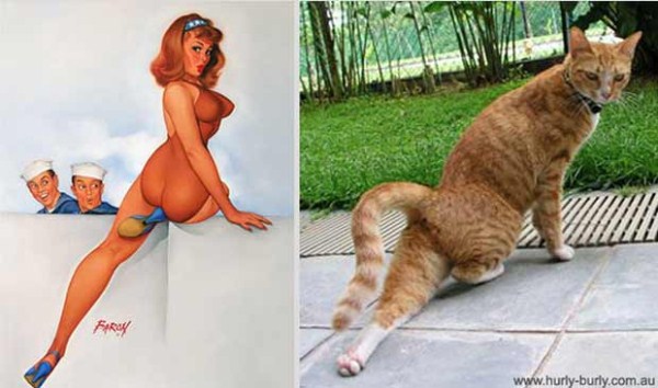 Cats Posing Like Pin Up Girls (24 photos)