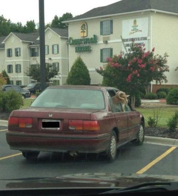 wtf pictures 15 19 Photos That Make No Sense (31 photos)