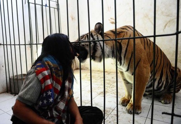 Meet Abdullah Sholeh And His Tiger Mulan (19 photos)