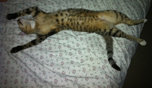 Crazy Cat Sleeping Positions 22