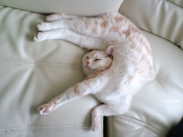 Crazy Cat Sleeping Positions 24