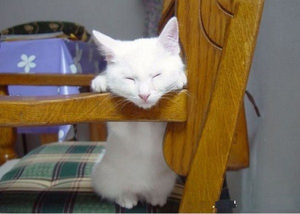 Crazy Cat Sleeping Positions 38