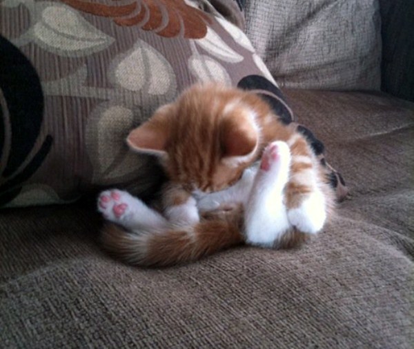 Crazy Cat Sleeping Positions 8