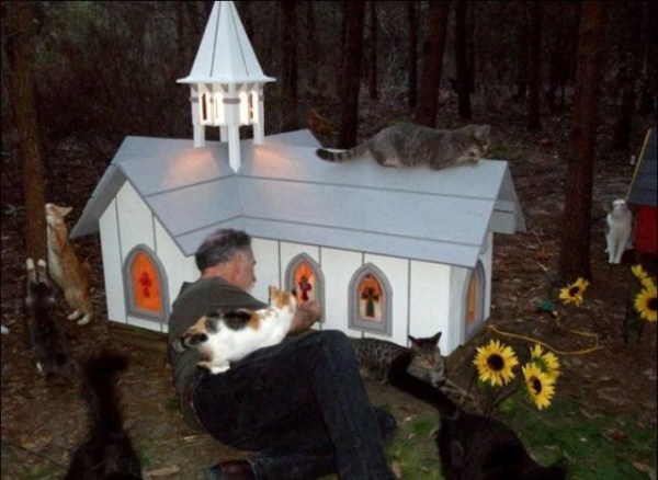This is What Cat Heaven Looks Like (42 photos)