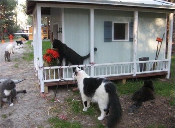 This is What Cat Heaven Looks Like (42 photos)