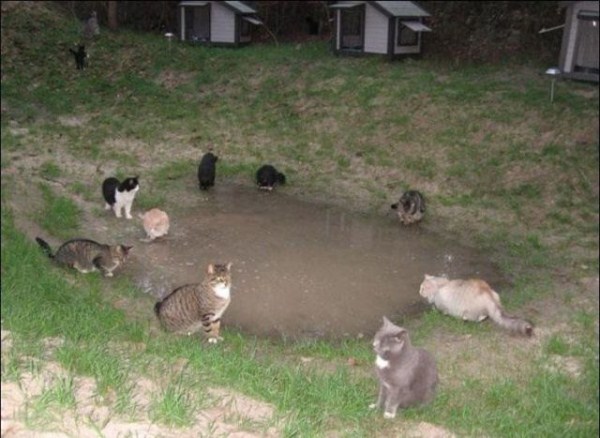 This is What Cat Heaven Looks Like (42 photos)