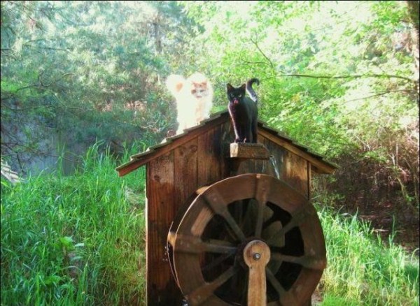 This is What Cat Heaven Looks Like (42 photos)