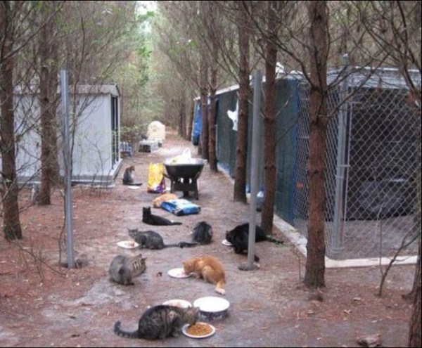 This is What Cat Heaven Looks Like (42 photos)