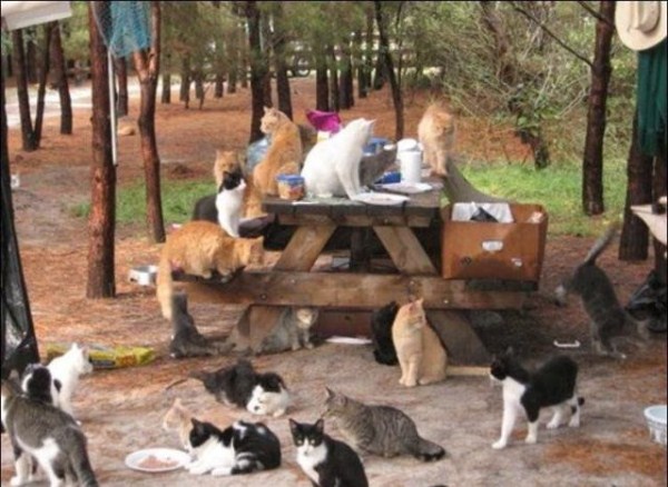 This is What Cat Heaven Looks Like (42 photos)