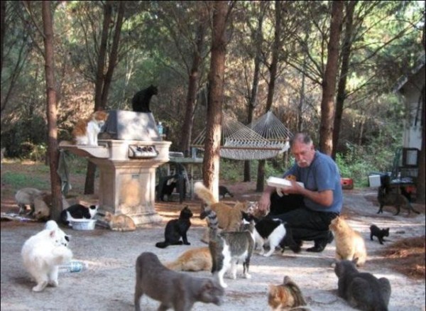This is What Cat Heaven Looks Like (42 photos)
