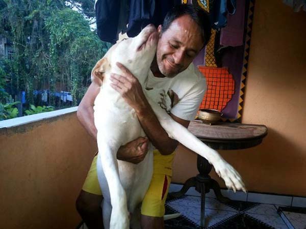 Dogs Amazing Recovery (27 photos)