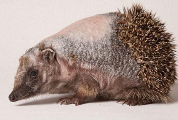 The Hedgehog Without Spikes (12 photos) 2