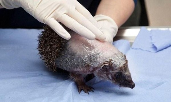 The Hedgehog Without Spikes (12 photos)