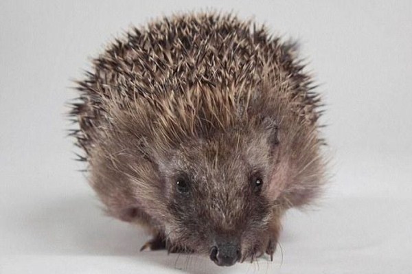 The Hedgehog Without Spikes (12 photos)