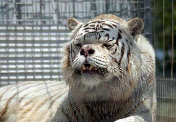 kenny tiger with down syndrome 1