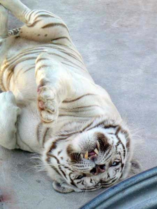 The First Tiger With Down Syndrome (6 photos)