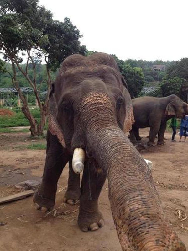 Animal Selfies (29 photos)