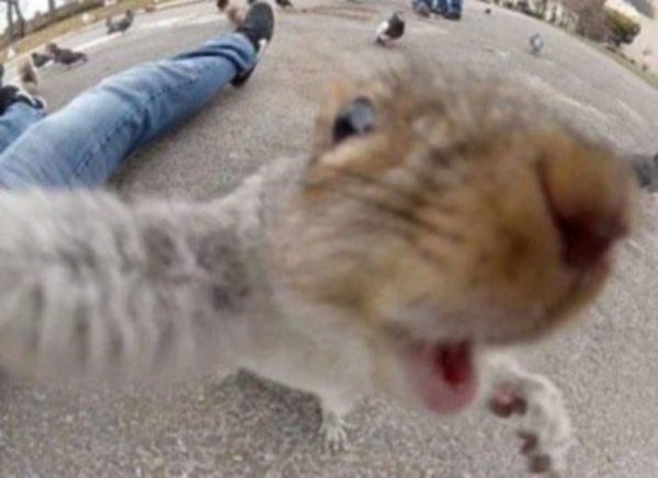 Animal Selfies (29 photos)