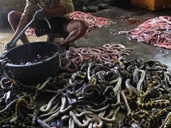 Inside Indonesias Snake Slaughter House (10 photos)