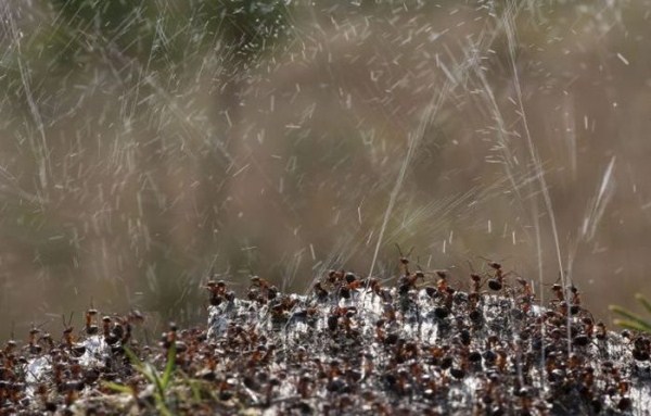 Woodland Ants Fire Acid to Ward off Birds (5 photos)